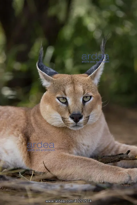 : Caracal (caracal caracal) : Caracal (caracal caracal)