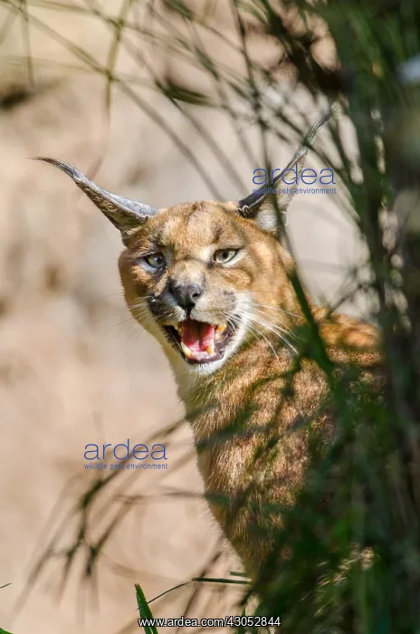 : Caracal (Caracal caracal) calling. Caracals make : Caracal (Caracal caracal) calling. Caracals make