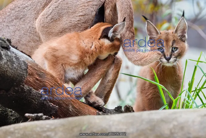 : Caracal (Caracal caracal) kittens playing with mom : Caracal (Caracal caracal) kittens playing with mom