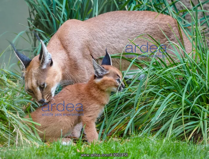 : Caracal (Caracal caracal) mom cleaning kitten : Caracal (Caracal caracal) mom cleaning kitten
