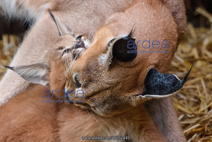 : Caracal (Caracal caracal) mom grooming kitten : Caracal (Caracal caracal) mom grooming kitten