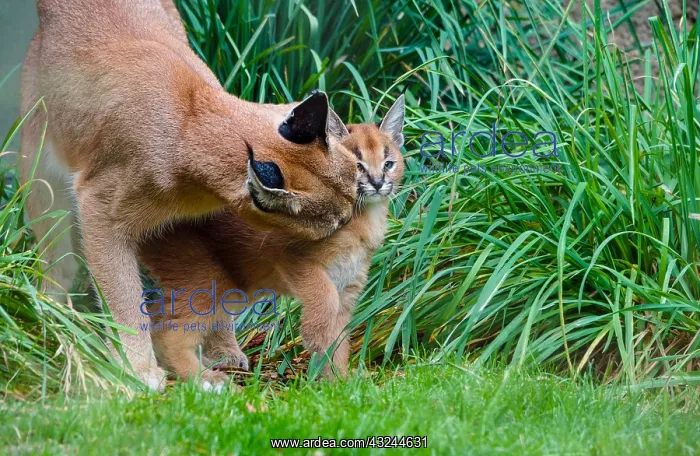 : Caracal (Caracal caracal) mom grooming / licking young : Caracal (Caracal caracal) mom grooming / licking young