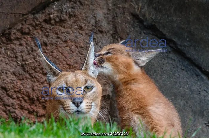 : Caracal (Caracal caracal) mom being licked by about : Caracal (Caracal caracal) mom being licked by about