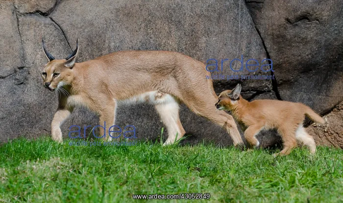 : Caracal (Caracal caracal) mom with young kitten : Caracal (Caracal caracal) mom with young kitten