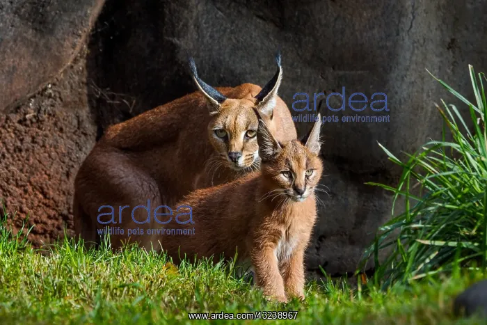 : Caracal (Caracal caracal) mom with young kitten : Caracal (Caracal caracal) mom with young kitten