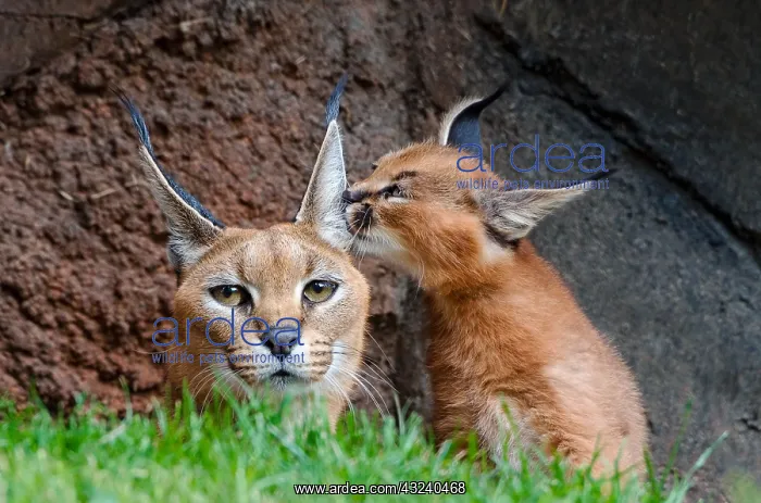 : Caracal (Caracal caracal) mom with young kitten : Caracal (Caracal caracal) mom with young kitten