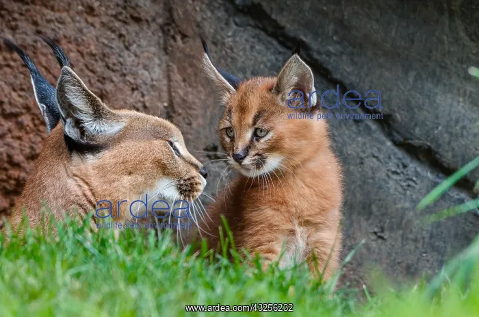 : Caracal (Caracal caracal) mom with young kitten : Caracal (Caracal caracal) mom with young kitten