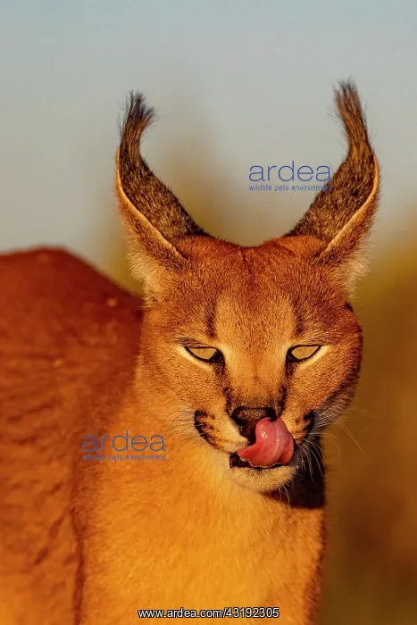 : Caracal (Caracal caracal), Occurs in Africa and : Caracal (Caracal caracal), Occurs in Africa and