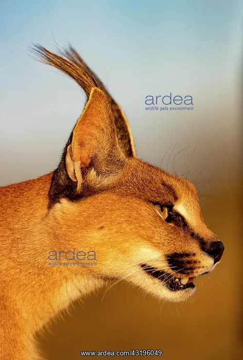 : Caracal (Caracal caracal), Occurs in Africa and : Caracal (Caracal caracal), Occurs in Africa and