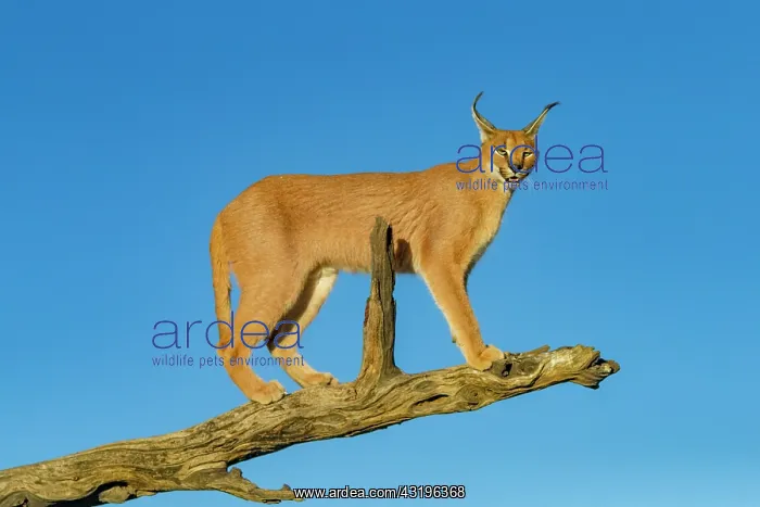 : Caracal (Caracal caracal), Occurs in Africa and : Caracal (Caracal caracal), Occurs in Africa and