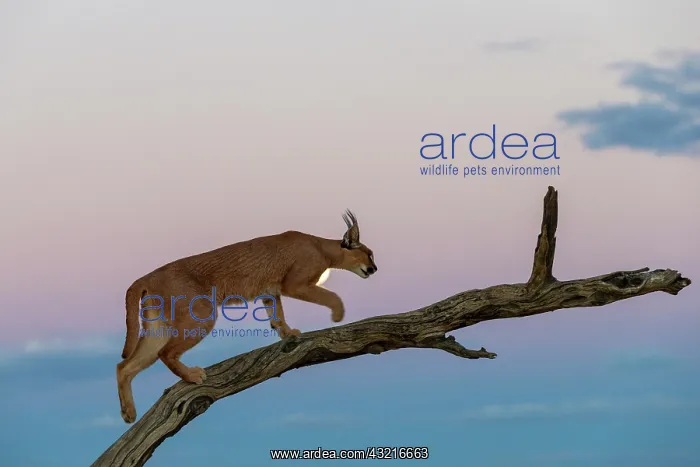 : Caracal (Caracal caracal), Occurs in Africa and : Caracal (Caracal caracal), Occurs in Africa and