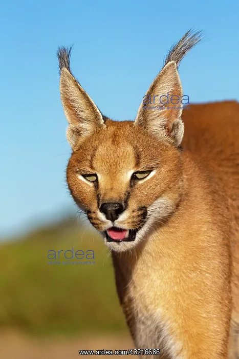 : Caracal (Caracal caracal), Occurs in Africa and : Caracal (Caracal caracal), Occurs in Africa and
