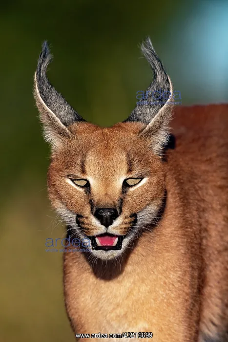 : Caracal (Caracal caracal), Occurs in Africa and : Caracal (Caracal caracal), Occurs in Africa and