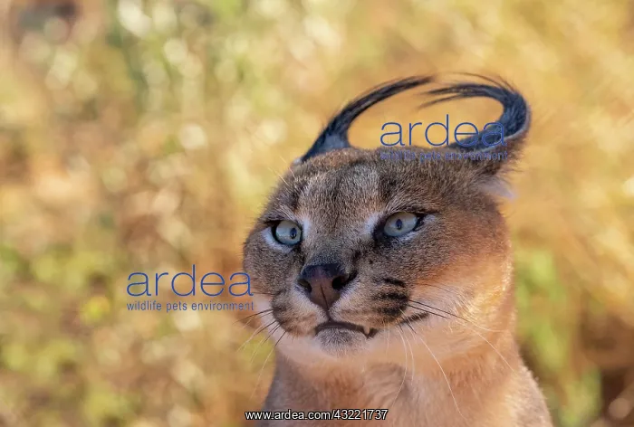 : Caracal (Caracal caracal), Occurs in Africa and : Caracal (Caracal caracal), Occurs in Africa and