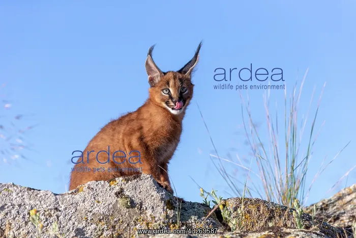 : Caracal (Caracal caracal), present en Afrique : Caracal (Caracal caracal), present en Afrique