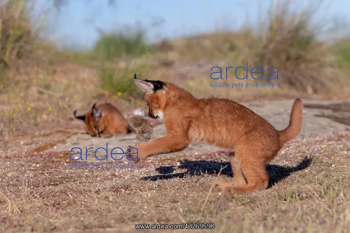 : Caracal (Caracal caracal), present en Afrique : Caracal (Caracal caracal), present en Afrique