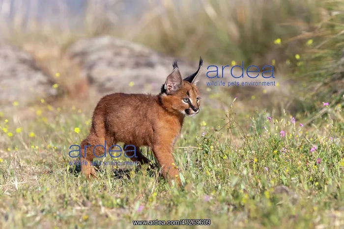 : Caracal (Caracal caracal), present en Afrique : Caracal (Caracal caracal), present en Afrique