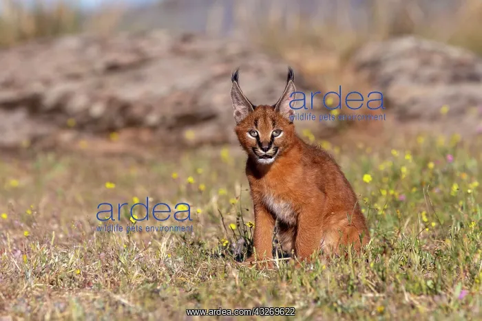 : Caracal (Caracal caracal), present en Afrique : Caracal (Caracal caracal), present en Afrique