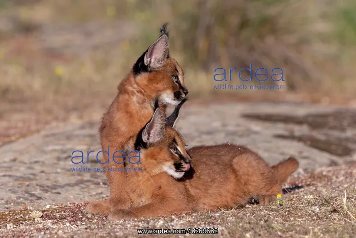: Caracal (Caracal caracal), present en Afrique : Caracal (Caracal caracal), present en Afrique