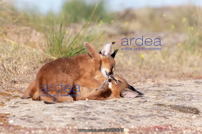 : Caracal (Caracal caracal), present en Afrique : Caracal (Caracal caracal), present en Afrique