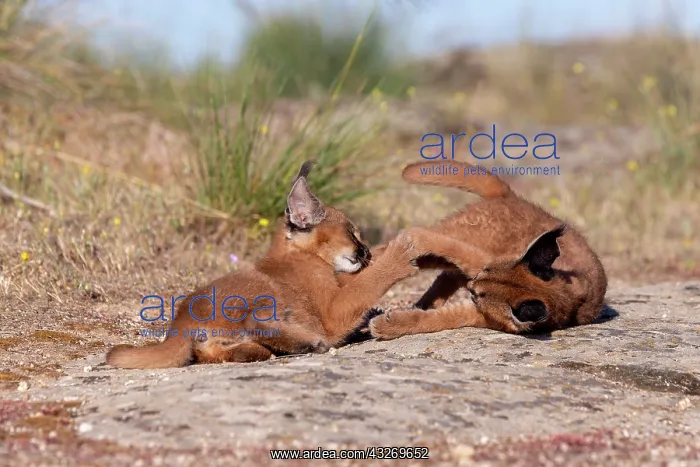 : Caracal (Caracal caracal), present en Afrique : Caracal (Caracal caracal), present en Afrique