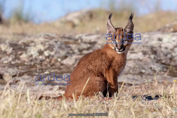 : Caracal (Caracal caracal), present en Afrique : Caracal (Caracal caracal), present en Afrique
