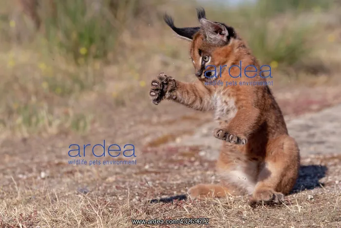: Caracal (Caracal caracal), present en Afrique : Caracal (Caracal caracal), present en Afrique