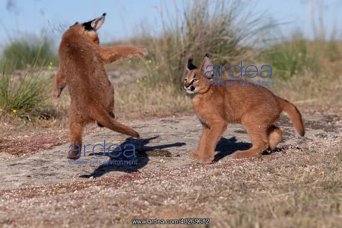 : Caracal (Caracal caracal), present en Afrique : Caracal (Caracal caracal), present en Afrique