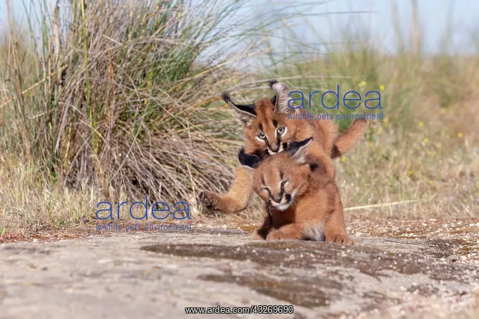 : Caracal (Caracal caracal), present en Afrique : Caracal (Caracal caracal), present en Afrique