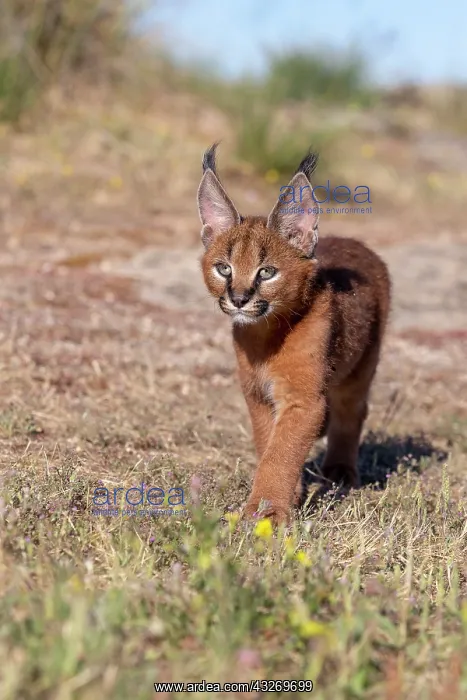: Caracal (Caracal caracal), present en Afrique : Caracal (Caracal caracal), present en Afrique