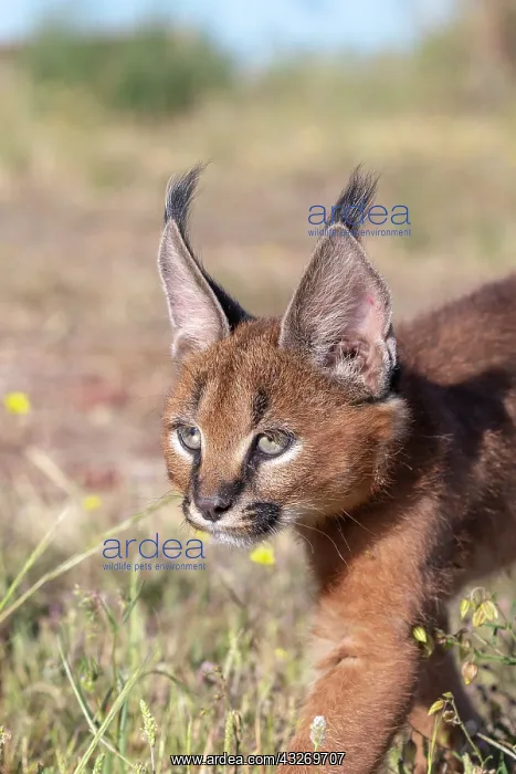 : Caracal (Caracal caracal), present en Afrique : Caracal (Caracal caracal), present en Afrique