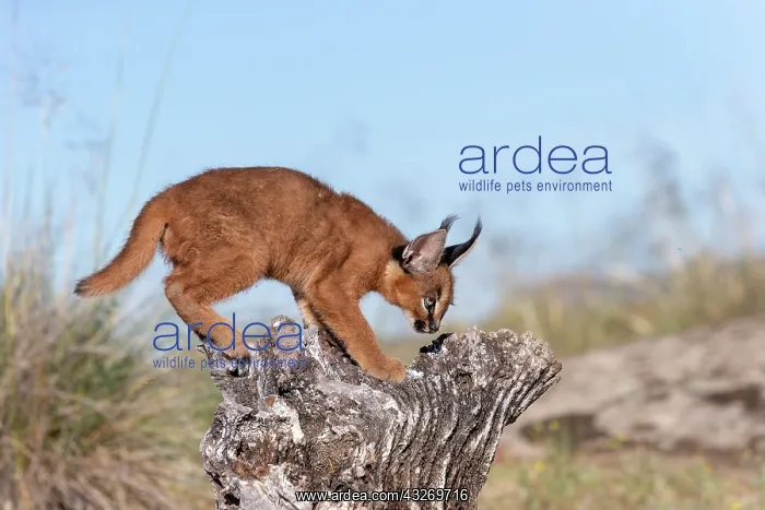 : Caracal (Caracal caracal), present en Afrique : Caracal (Caracal caracal), present en Afrique