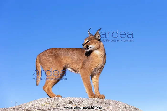 : Caracal (Caracal caracal), present en Afrique : Caracal (Caracal caracal), present en Afrique