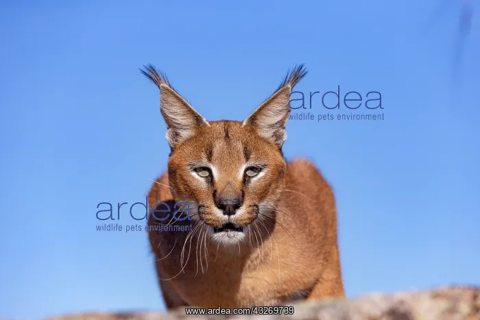 : Caracal (Caracal caracal), present en Afrique : Caracal (Caracal caracal), present en Afrique