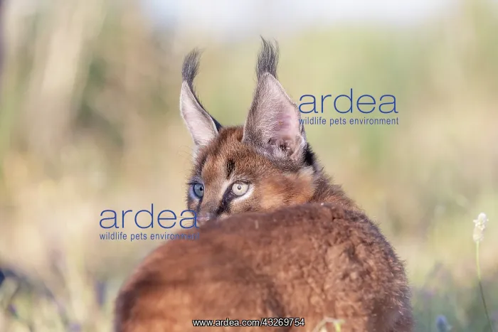 : Caracal (Caracal caracal), present en Afrique : Caracal (Caracal caracal), present en Afrique