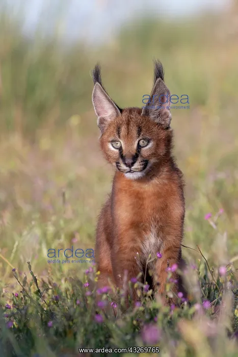 : Caracal (Caracal caracal), present en Afrique : Caracal (Caracal caracal), present en Afrique