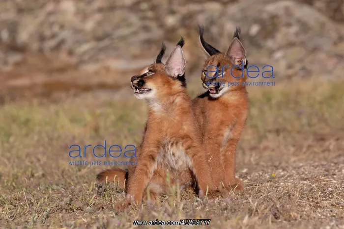: Caracal (Caracal caracal), present en Afrique : Caracal (Caracal caracal), present en Afrique