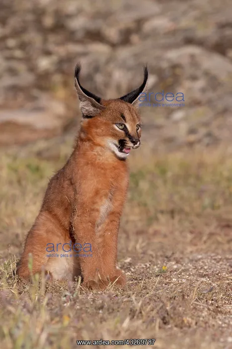 : Caracal (Caracal caracal), present en Afrique : Caracal (Caracal caracal), present en Afrique