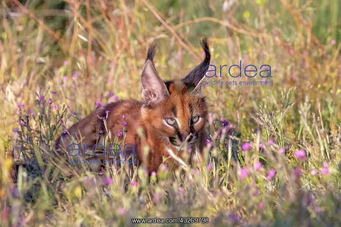 : Caracal (Caracal caracal), present en Afrique : Caracal (Caracal caracal), present en Afrique