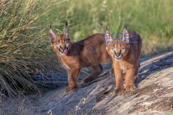 : Caracal (Caracal caracal), present en Afrique : Caracal (Caracal caracal), present en Afrique