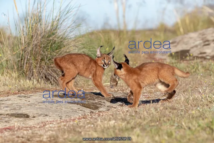 : Caracal (Caracal caracal), present en Afrique : Caracal (Caracal caracal), present en Afrique
