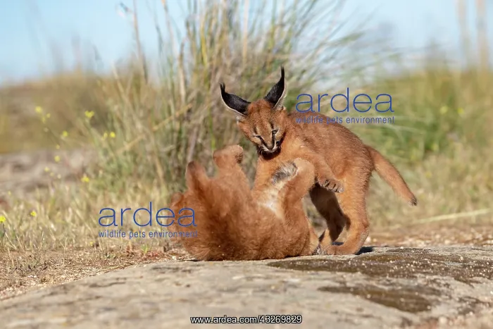  : Caracal (Caracal caracal), present en Afrique