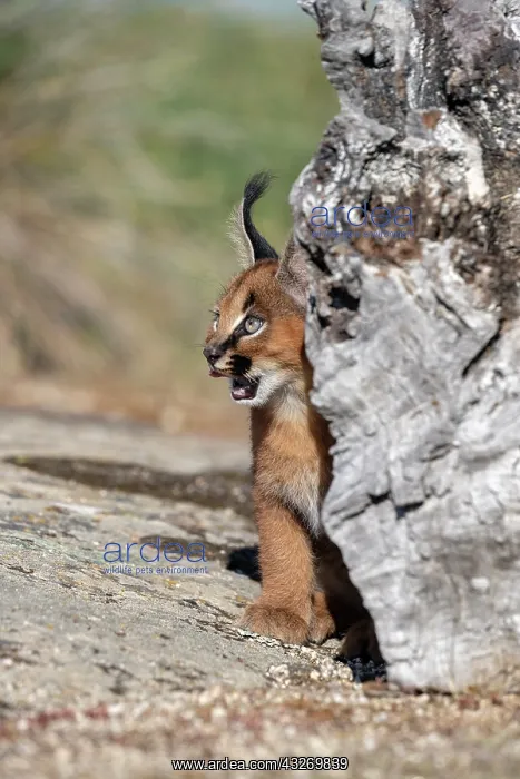 : Caracal (Caracal caracal), present en Afrique : Caracal (Caracal caracal), present en Afrique