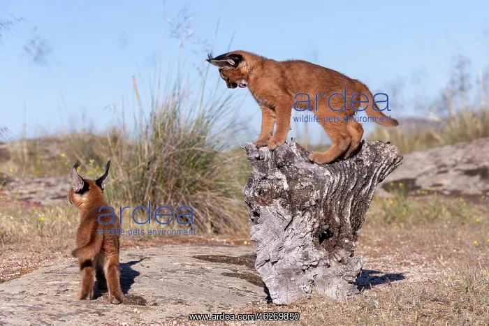 : Caracal (Caracal caracal), present en Afrique : Caracal (Caracal caracal), present en Afrique