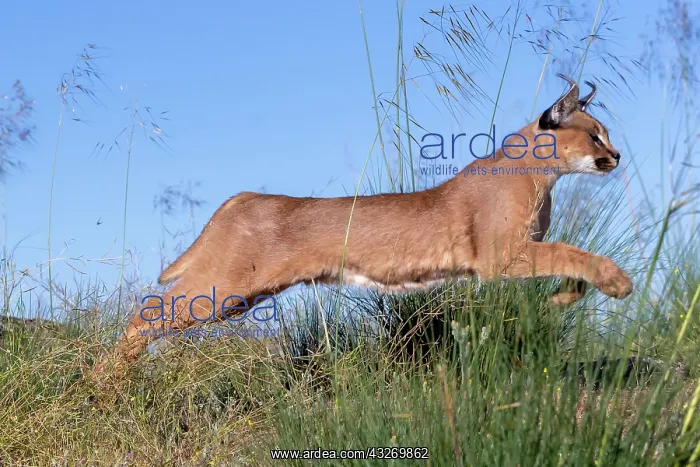 : Caracal (Caracal caracal), present en Afrique : Caracal (Caracal caracal), present en Afrique