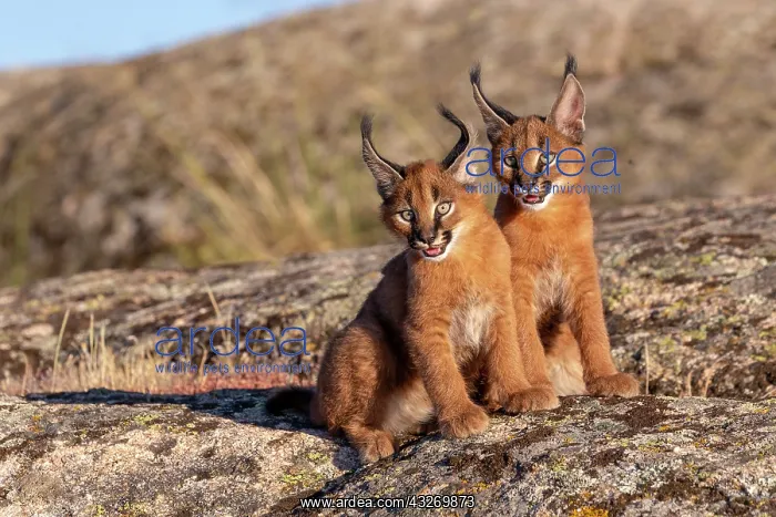 : Caracal (Caracal caracal), present en Afrique : Caracal (Caracal caracal), present en Afrique