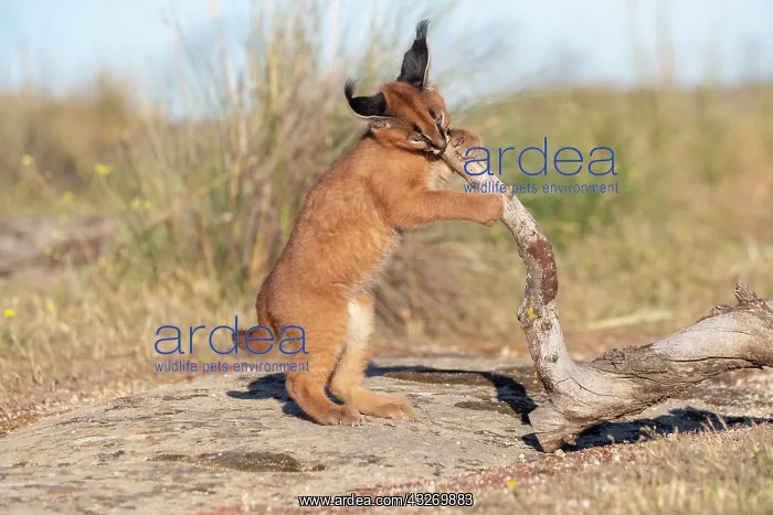 : Caracal (Caracal caracal), present en Afrique : Caracal (Caracal caracal), present en Afrique