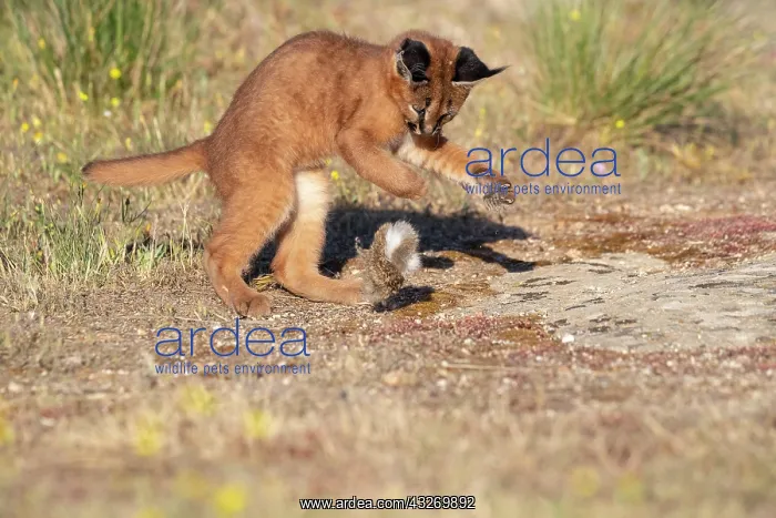 : Caracal (Caracal caracal), present en Afrique : Caracal (Caracal caracal), present en Afrique