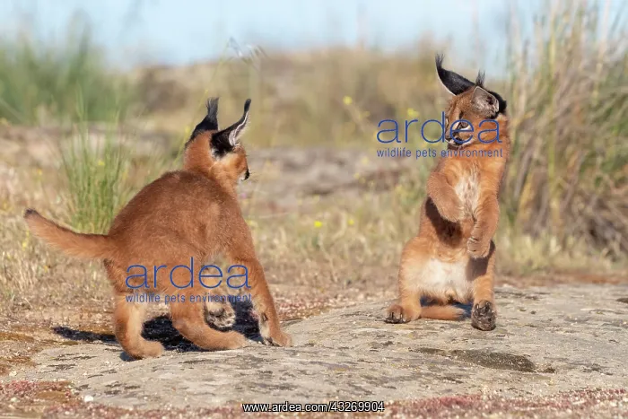 : Caracal (Caracal caracal), present en Afrique