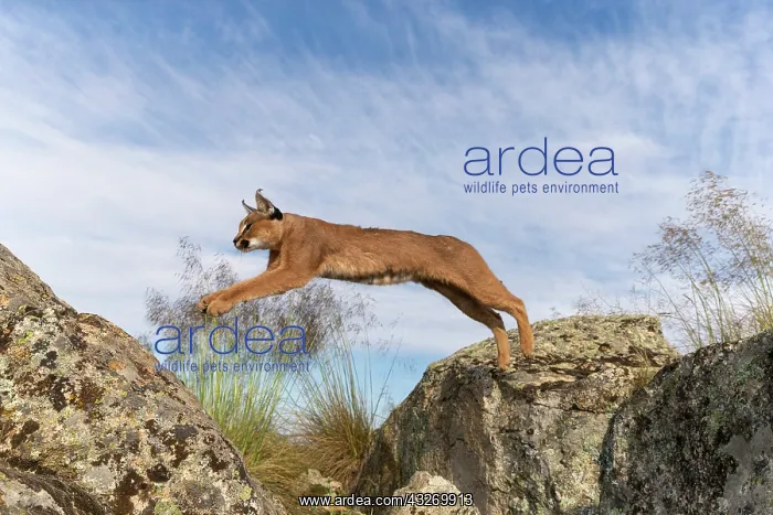: Caracal (Caracal caracal), present en Afrique : Caracal (Caracal caracal), present en Afrique